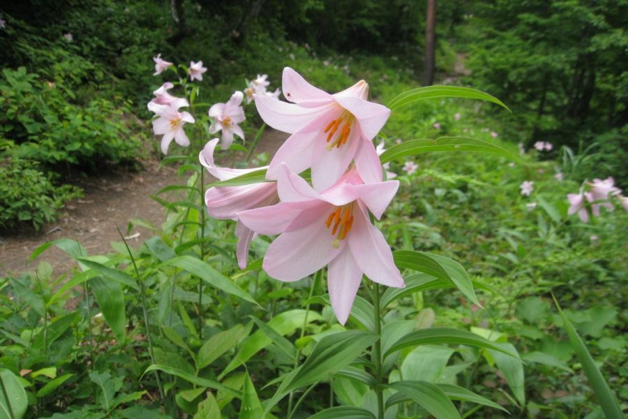 越後三条 高城ヒメサユリ祭り 新潟のイベント 公式 新潟県のおすすめ観光 旅行情報 にいがた観光ナビ