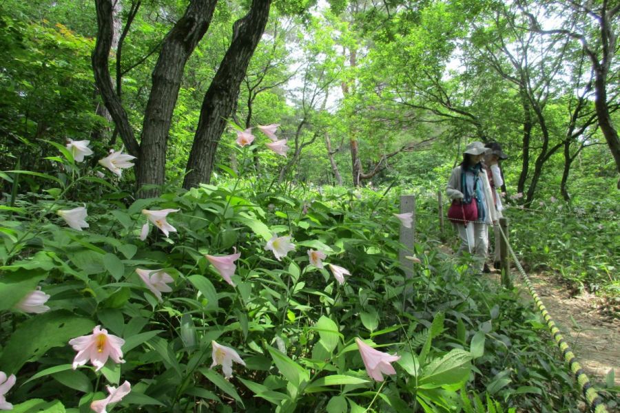 越後三条・高城ヒメサユリ祭り