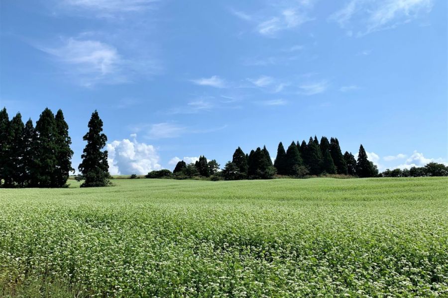 山本山そば畑 公式 新潟県のおすすめ観光 旅行情報 にいがた観光ナビ