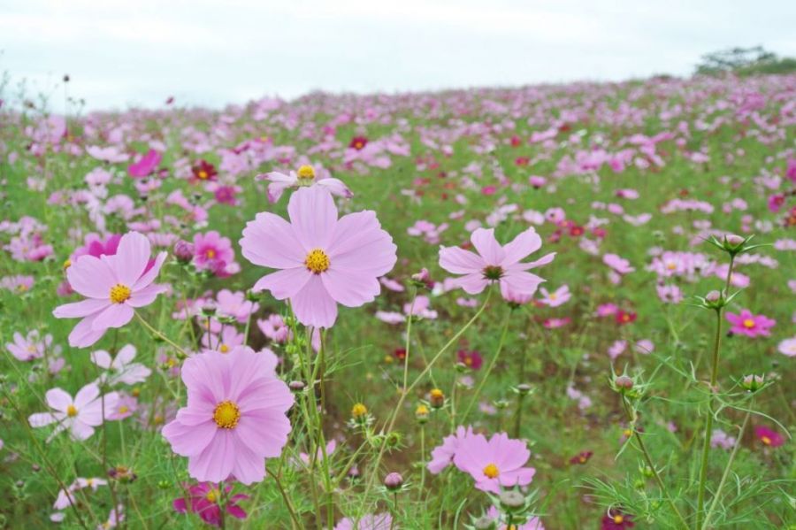 秋のコスモスウォーク 新潟の体験 公式 新潟県のおすすめ観光 旅行情報 にいがた観光ナビ