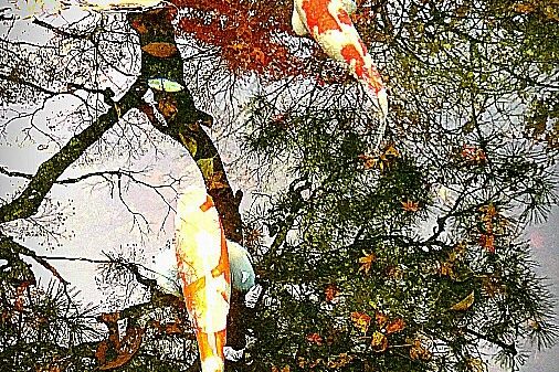 お庭の紅葉が池に映りこみます。