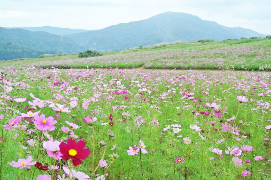 上原コスモス園 新潟の観光スポット 公式 新潟県のおすすめ観光 旅行情報 にいがた観光ナビ