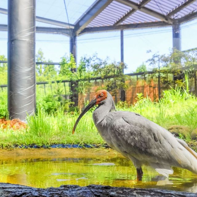 トキの森公園