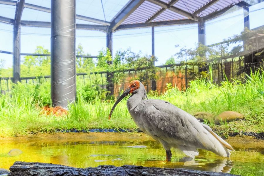 トキの森公園