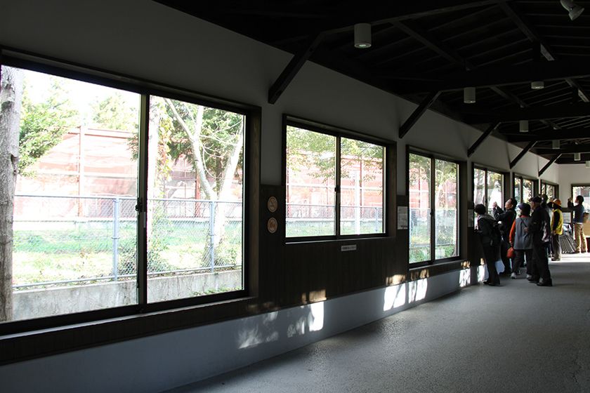 観察回廊からは、隣接する「トキ保護センター」のトキを観ることができます。