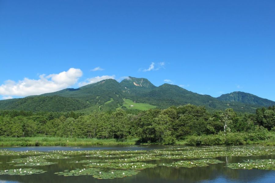 いもり池（夏）