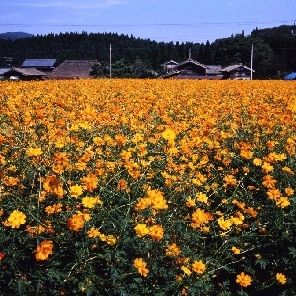 新発田市小出地区