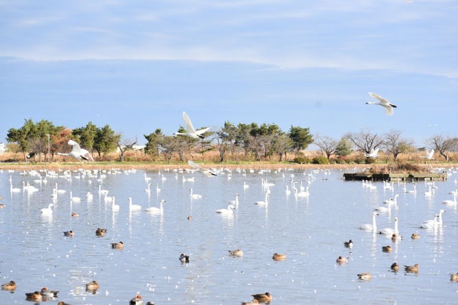 瓢湖水きん公園｜新潟の観光スポット｜【公式】新潟県のおすすめ