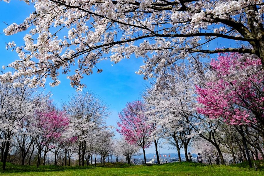 市民の森 新潟の観光スポット 公式 新潟県のおすすめ観光 旅行情報 にいがた観光ナビ