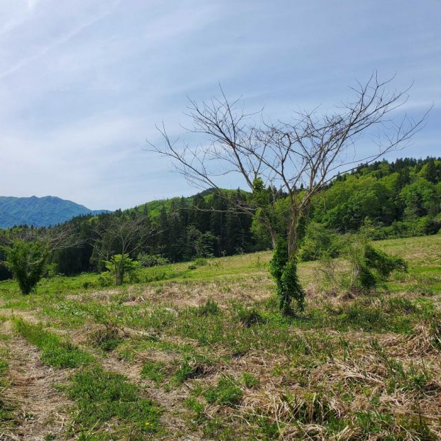 草原・山（滝谷森林公園裏）