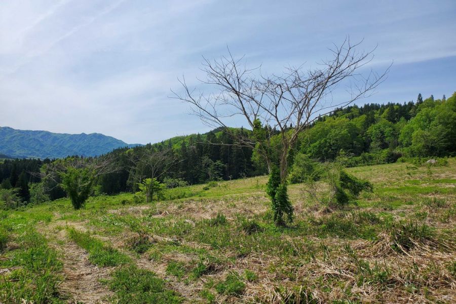 草原・山（滝谷森林公園裏）