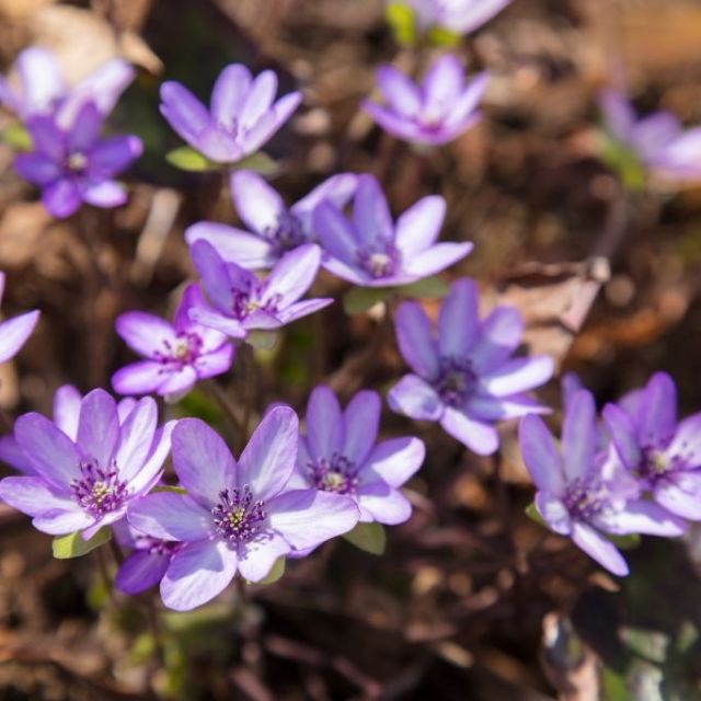 早春の香り、雪割草の里を訪ねる