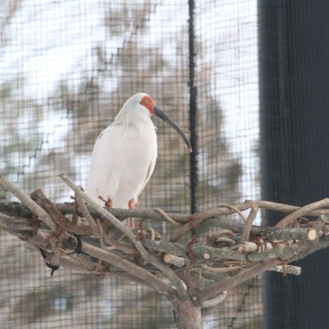 トキの森公園