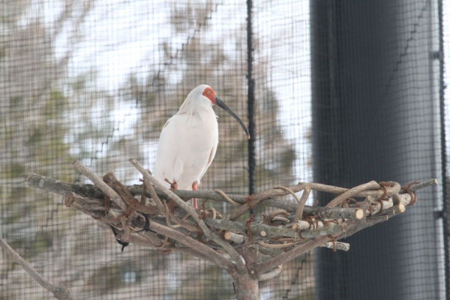 トキの森公園