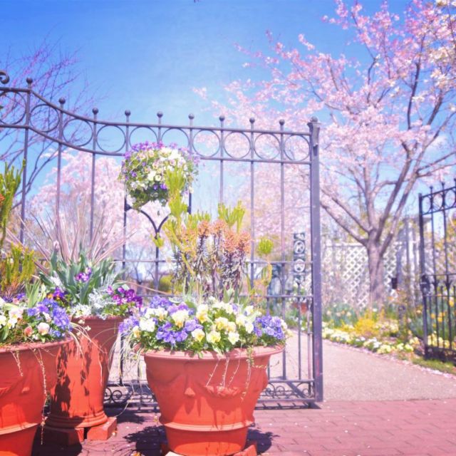 みつけイングリッシュガーデンの桜