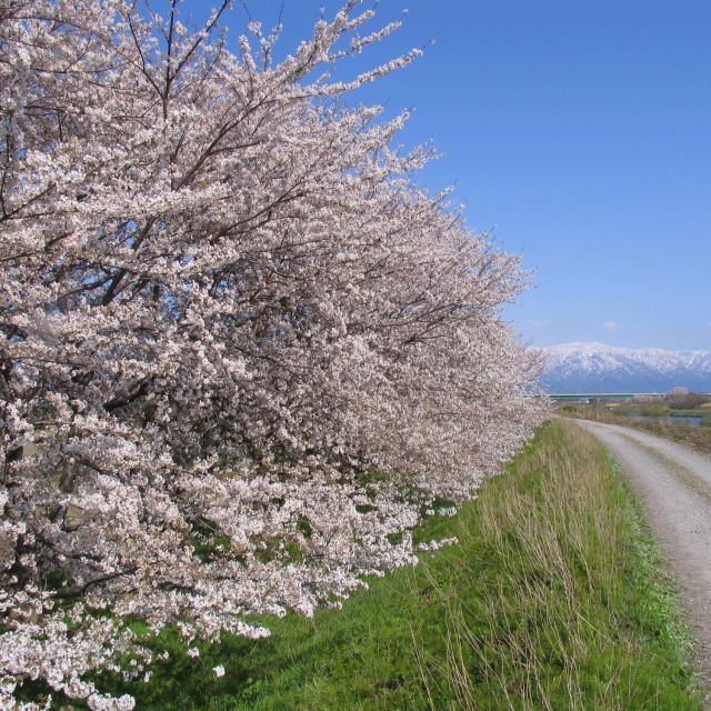 加治川治水記念公園・加治川堤の桜