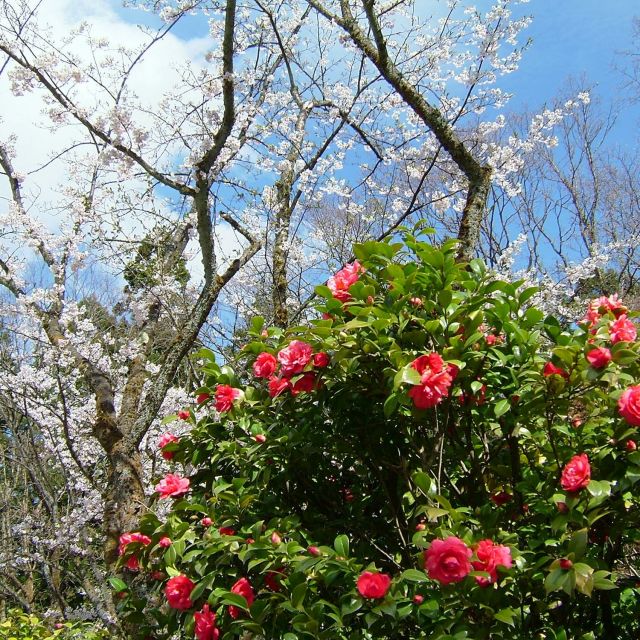 加茂山公園