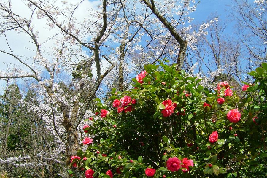 加茂山公園