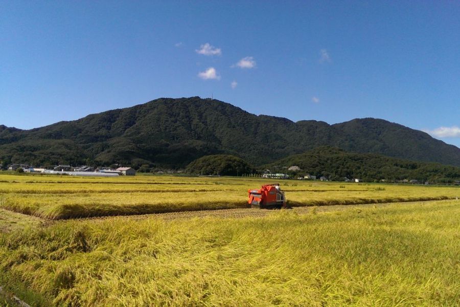 越後平野に広がる水田の弥彦山