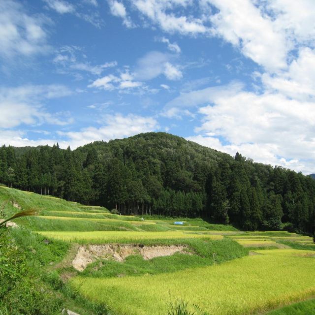 北五百川の棚田