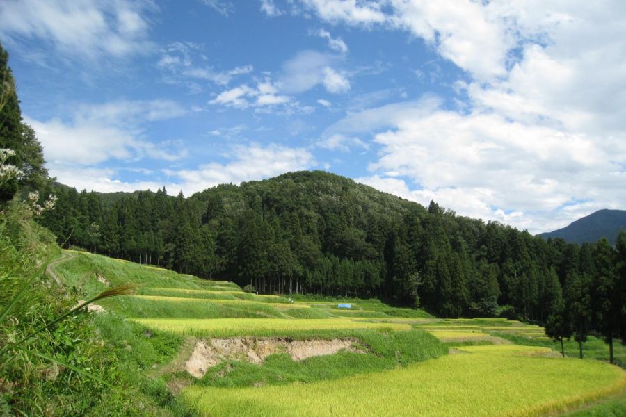 北五百川の棚田