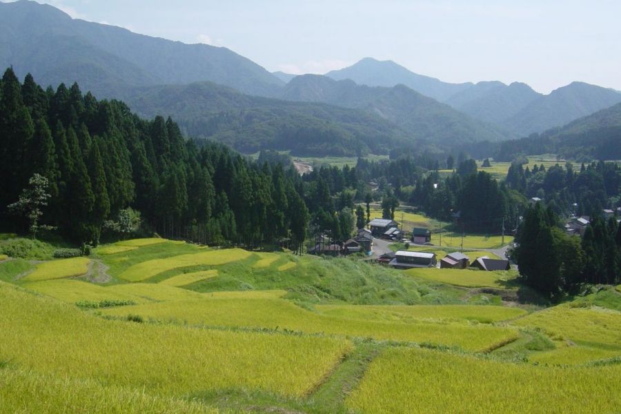 北五百川の棚田