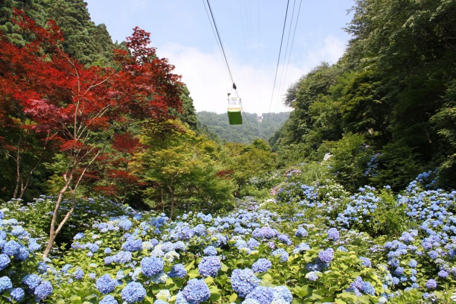 紫陽花も咲く