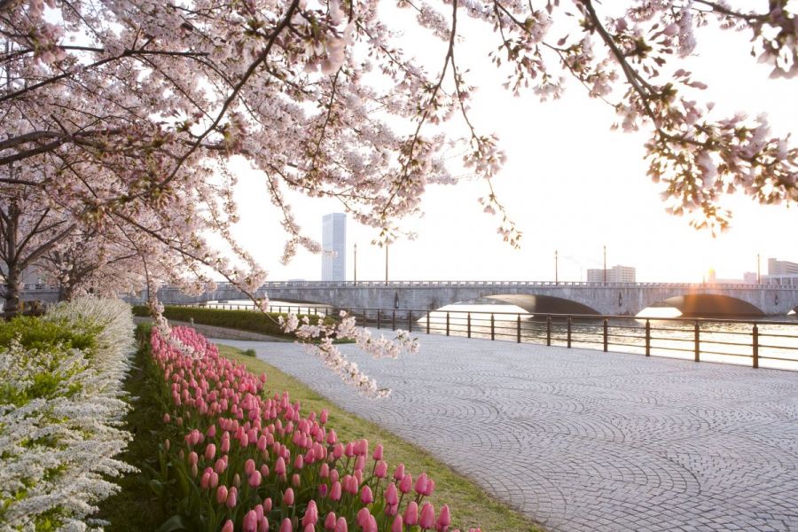 チューリップと桜