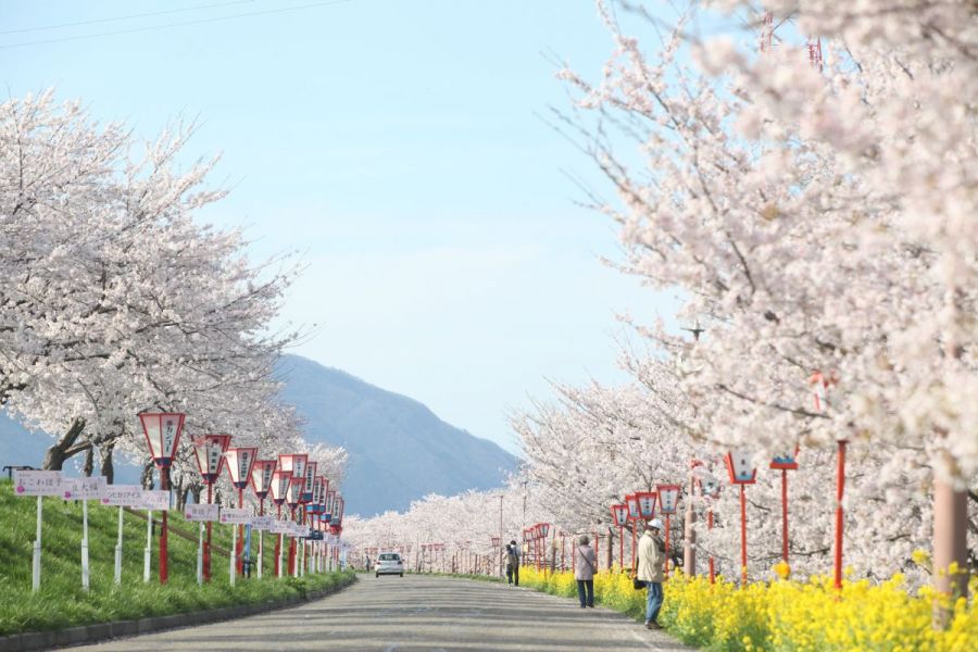 つばめ桜まつり