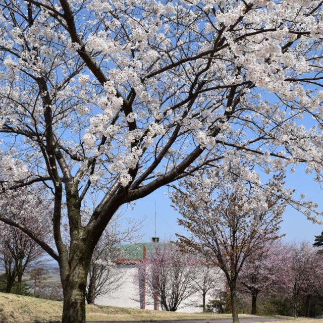 白鳥公園