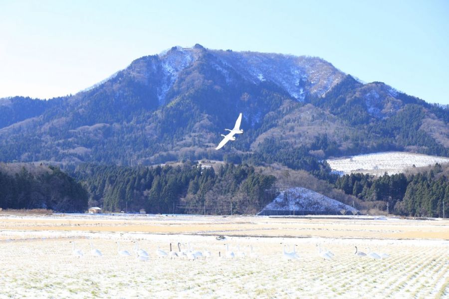 白鳥と雪に覆われる冬の角田山