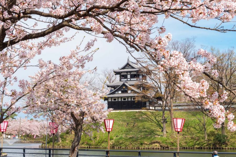 春、城を背景に咲き誇る桜