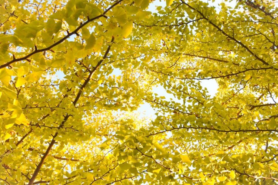 秋、紅葉に彩られる高田公園