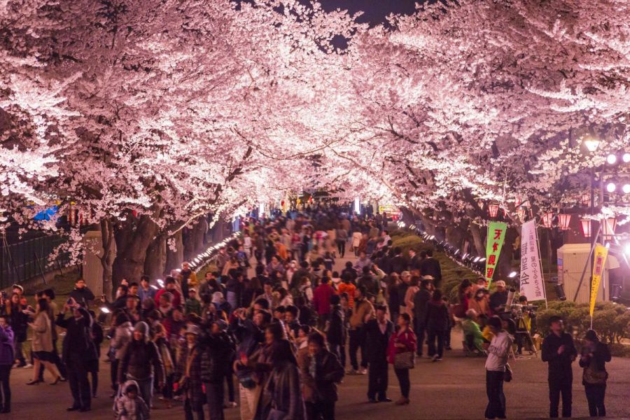 桜がぼんぼりの明かりに映える