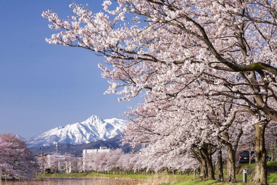 約4,000本もの桜が咲き誇る
