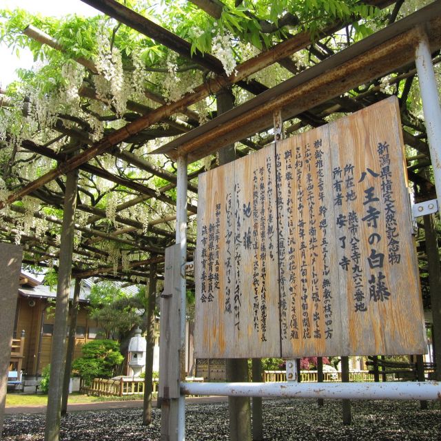 八王寺の大白藤（県天然記念物）