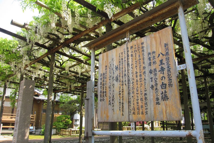 八王寺の大白藤（県天然記念物）