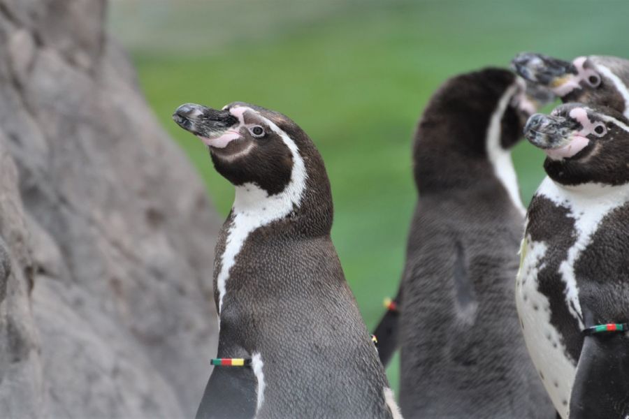 たくさんのペンギンに出会えるペンギン海岸