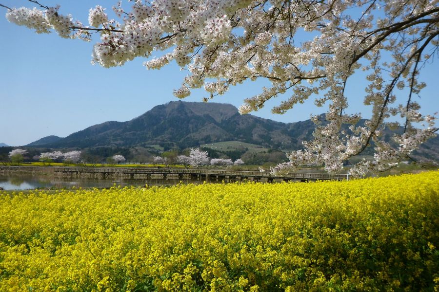 菜の花と角田山