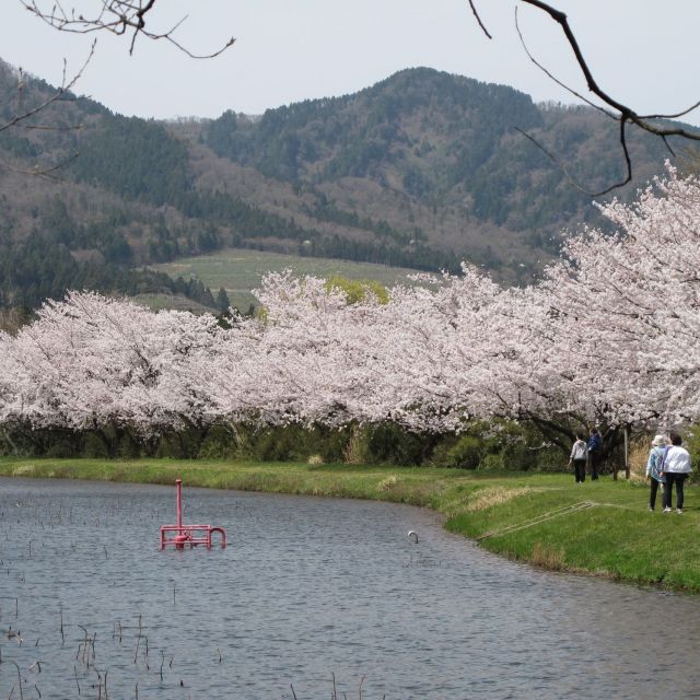 仁箇堤【桜の名所】