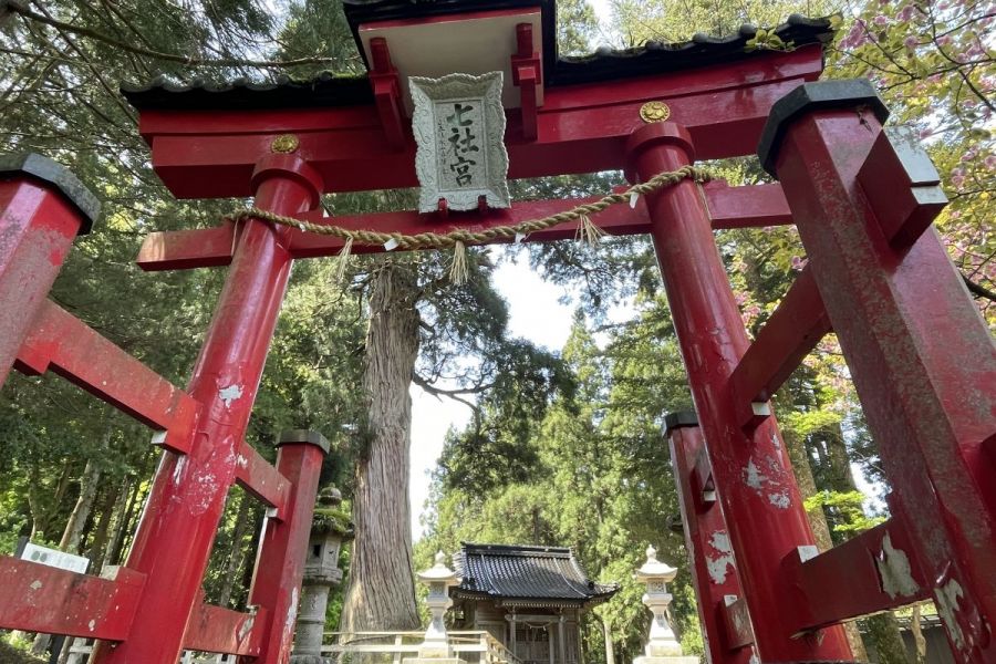 蓮花寺の大杉