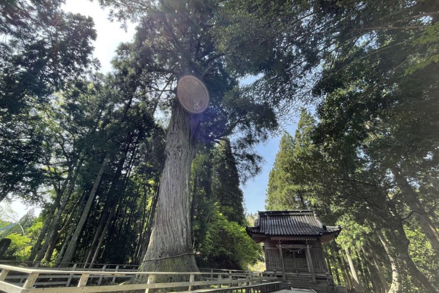 蓮花寺の大杉