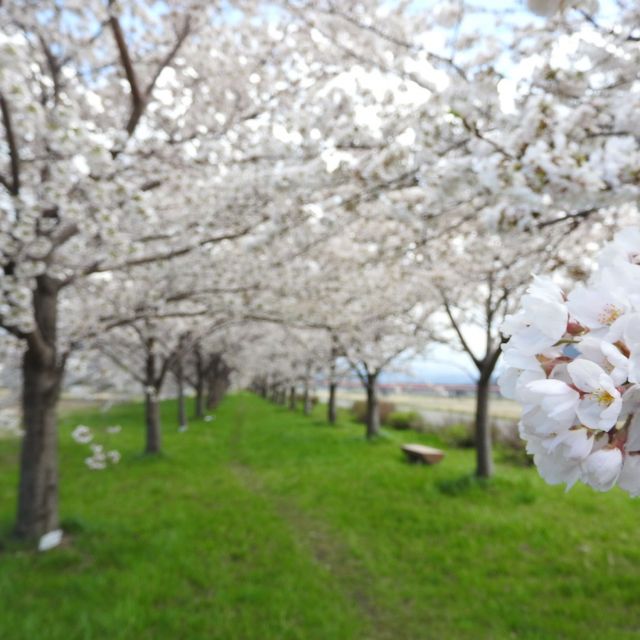 姫川桜づつみ