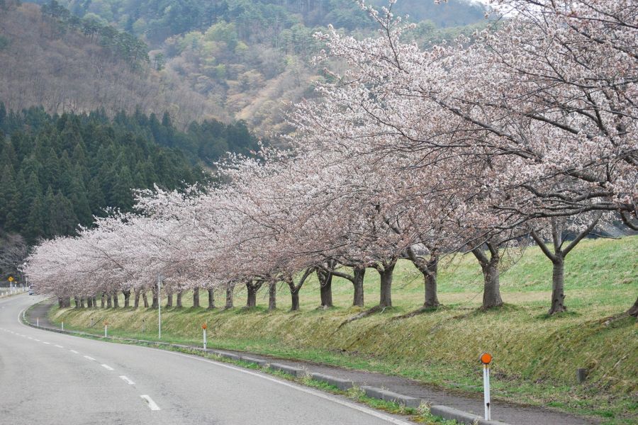 高瀬の桜並木