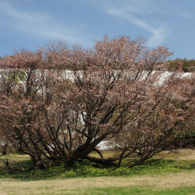 妙見山周辺の桜