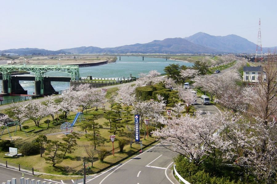 大河津分水桜並木