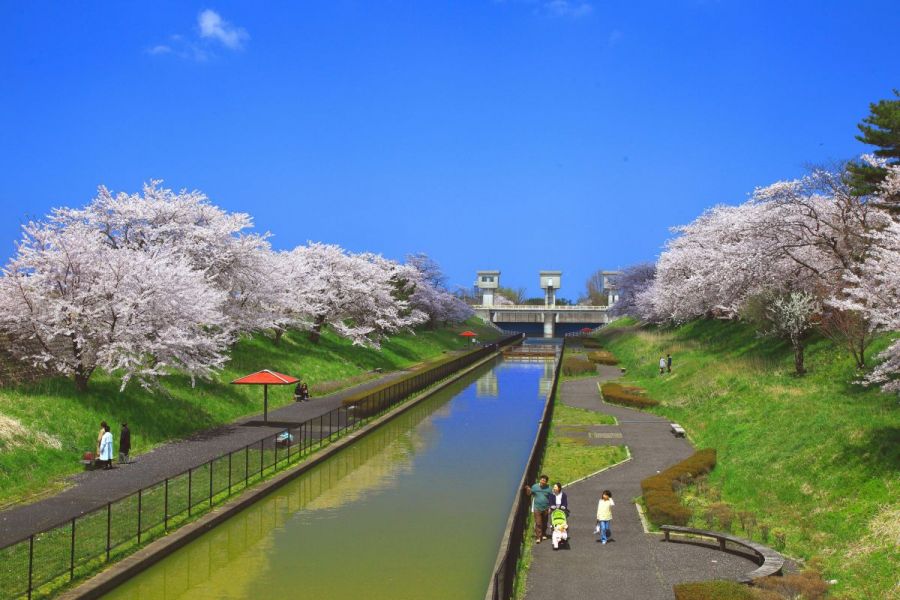 桜遊歩道公園