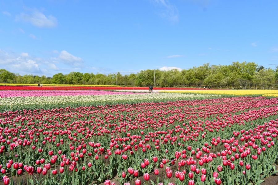 22胎内市チューリップフェステイバル 新潟のイベント 公式 新潟県のおすすめ観光 旅行情報 にいがた観光ナビ