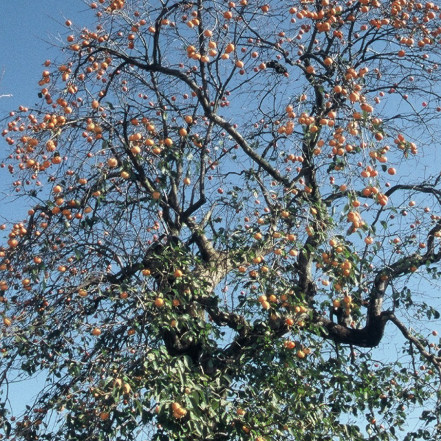 八珍柿（はっちんがき）原木