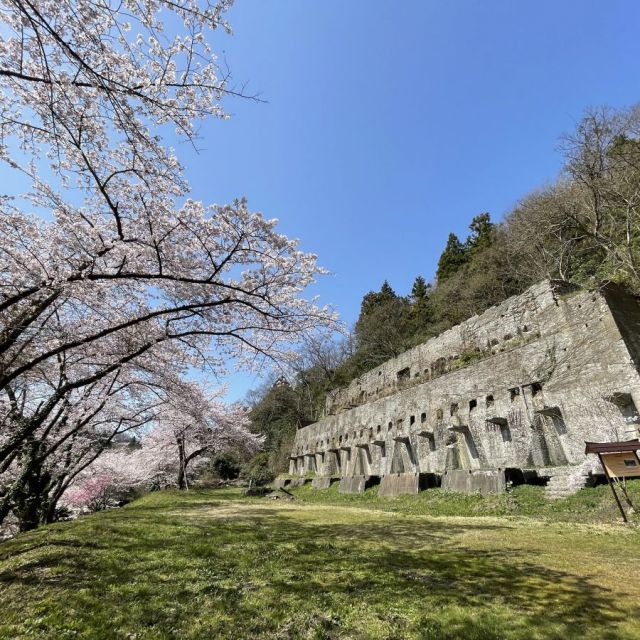 佐渡金山桜並木ライトアップ